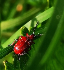 Lilioceris merdigera