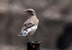 Oenanthe isabellina