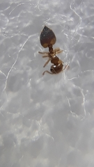 Crematogaster biroi