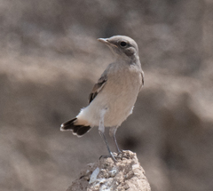 Oenanthe isabellina