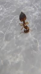 Crematogaster biroi