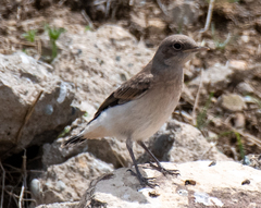 Oenanthe isabellina