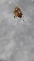 Crematogaster biroi