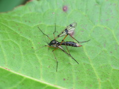 Ptychoptera contaminata
