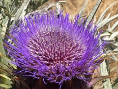 Cynara cardunculus cardunculus