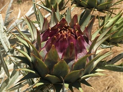 Cynara cardunculus cardunculus