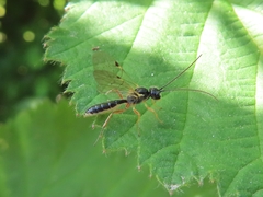 Tryphoninae