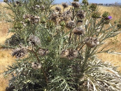 Cynara cardunculus cardunculus
