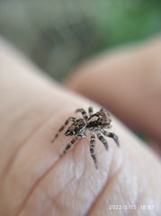 Salticidae