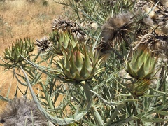 Cynara cardunculus cardunculus
