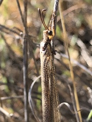 Creoleon lugdunensis