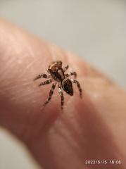 Salticidae
