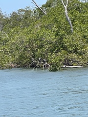 Anhinga anhinga