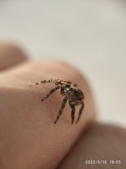 Salticidae