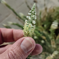Reseda alba