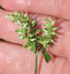 Achyropsis avicularis