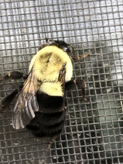 Bombus impatiens