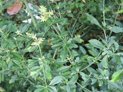 Achyropsis avicularis