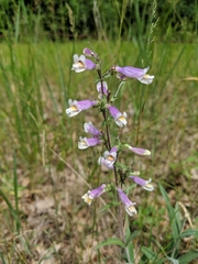 Penstemon gracilis