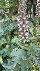Acanthus mollis