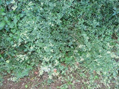 Achyropsis avicularis