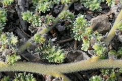 Coldenia procumbens