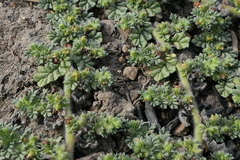 Coldenia procumbens