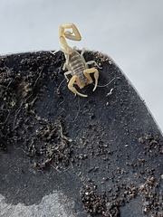 Centruroides vittatus