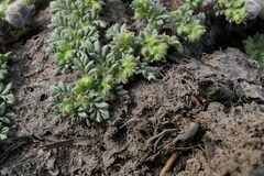 Coldenia procumbens