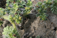 Coldenia procumbens