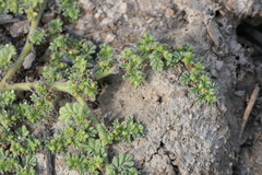 Coldenia procumbens