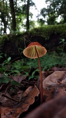 Marasmius berteroi