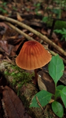 Marasmius berteroi