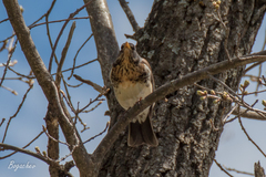 Turdus pilaris
