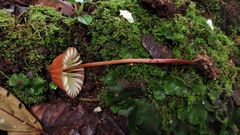 Marasmius berteroi