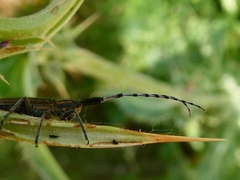 Agapanthia suturalis