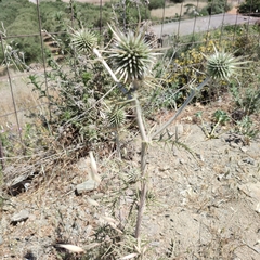 Echinops spinosissimus bithynicus