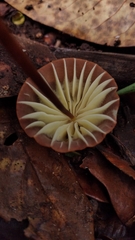 Marasmius berteroi