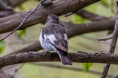 Ficedula hypoleuca
