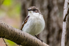 Ficedula hypoleuca