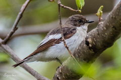 Ficedula hypoleuca