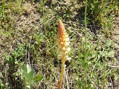 Orobanche amethystea amethystea