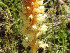 Orobanche amethystea amethystea