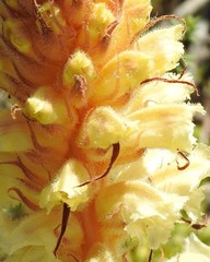 Orobanche amethystea amethystea