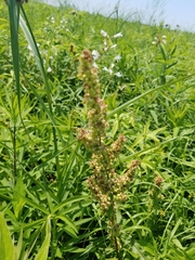 Rumex verticillatus