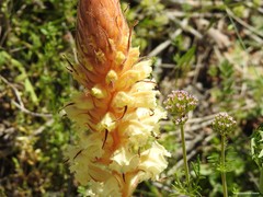 Orobanche amethystea amethystea