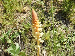 Orobanche amethystea amethystea