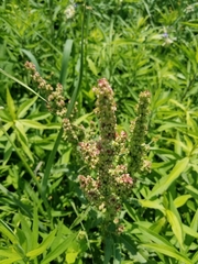 Rumex verticillatus