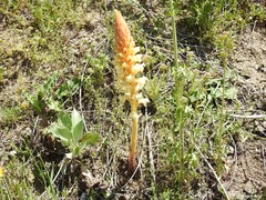 Orobanche amethystea amethystea
