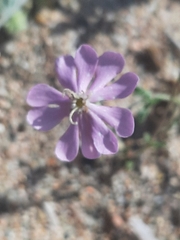 Silene sericea